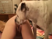 [ Zoophilia Porn DVD ] White mutt receives concupiscent